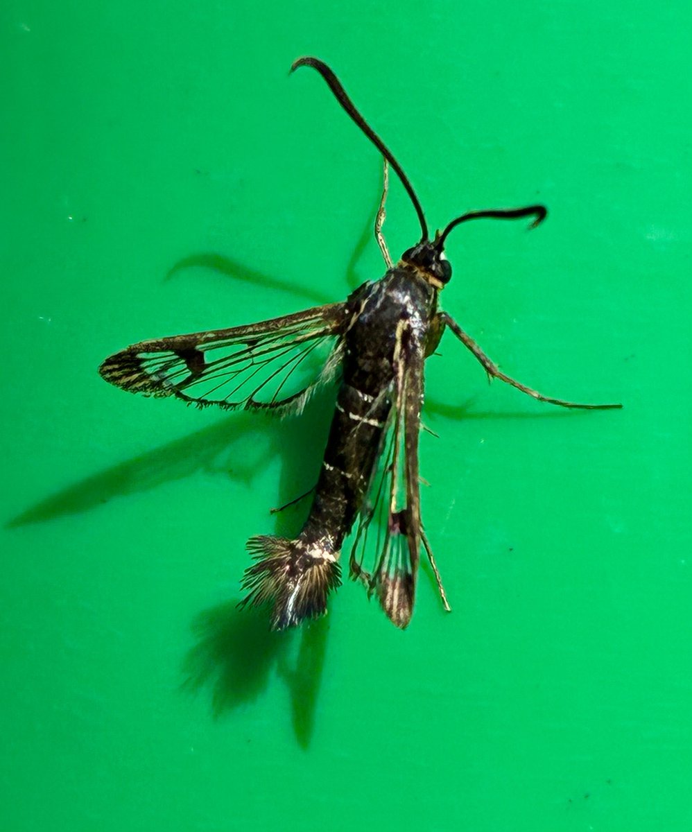 Currant Clearwing, attracted to lure in my Nuneaton garden this afternoon