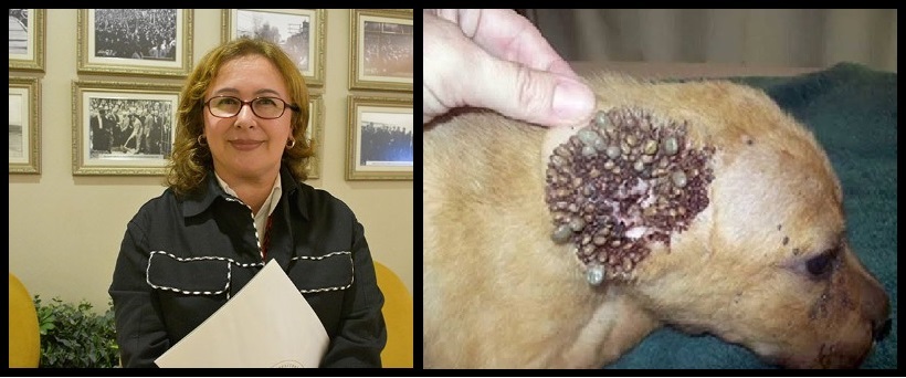 Güvenli Sokaklar Derneği (@guvenlisokaklar) on Twitter photo 🚨 Değerli hocamız Veteriner Hekim Prof. Dr.
<a href="/NiluferSabuncu/">Prof.Dr. Nilüfer Sabuncuoğlu</a>, son zamanlarda artış görülen kene kaynaklı ölümler hakkında dikkat çeken uyarılarda bulundu;
📌 Bir adet kenenin binlerce üremesi için, hayvan/insan kanıyla beslenmesi gerekir.
📌 Keneler sahipli hayvanlara veya 🚨 Değerli hocamız Veteriner Hekim Prof. Dr.
<a href="/NiluferSabuncu/">Prof.Dr. Nilüfer Sabuncuoğlu</a>, son zamanlarda artış görülen kene kaynaklı ölümler hakkında dikkat çeken uyarılarda bulundu;
📌 Bir adet kenenin binlerce üremesi için, hayvan/insan kanıyla beslenmesi gerekir.
📌 Keneler sahipli hayvanlara veya