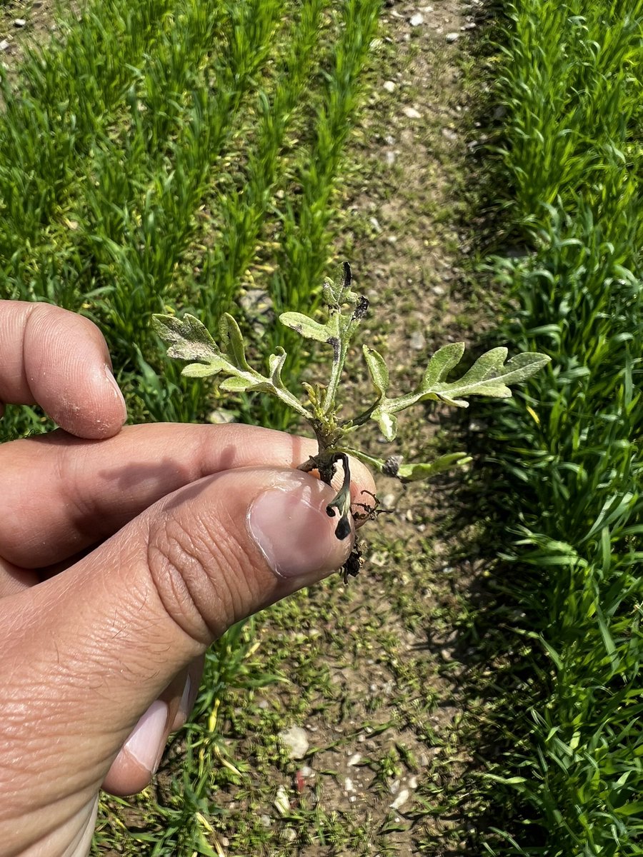 cornellweedsci's tweet photo. POST applied #Tolvera (tolpyralate + bromoxynil) herbicide providing excellent control of common ragweed and common lambsquarters in spring wheat at 14 days after application @CornellCALS @ccecornell @corteva https://t.co/5SvEwzV4st