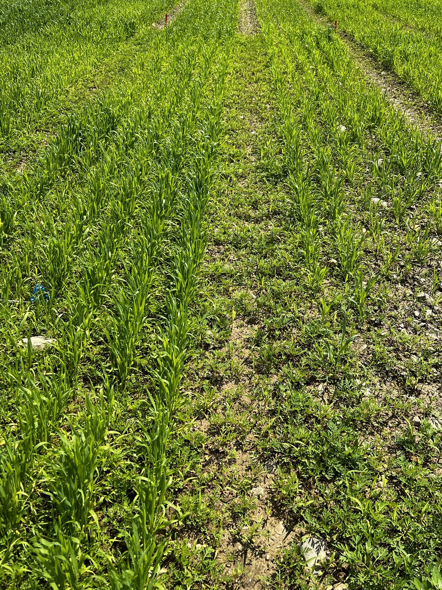 cornellweedsci's tweet photo. POST applied #Tolvera (tolpyralate + bromoxynil) herbicide providing excellent control of common ragweed and common lambsquarters in spring wheat at 14 days after application @CornellCALS @ccecornell @corteva https://t.co/5SvEwzV4st