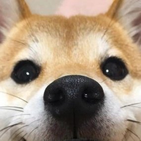 #NewProfilePic $dog