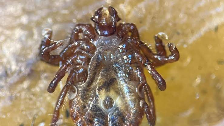 Türkiye’de yeni keşfedilen UZUN #BOYNUZLU KENE  kene hakkında bilgiler:
-Erkek #kene olmaksızın tek bir dişi keneden bile üreyebiliyor. 
-İnsanlarda #Kırım #Kongo Kanamalı Hastalığı dahil 30’dan fazla hastalığa yol açabiliyor. 
-İstanbul’da bir kişinin köpeğindeki yoğun