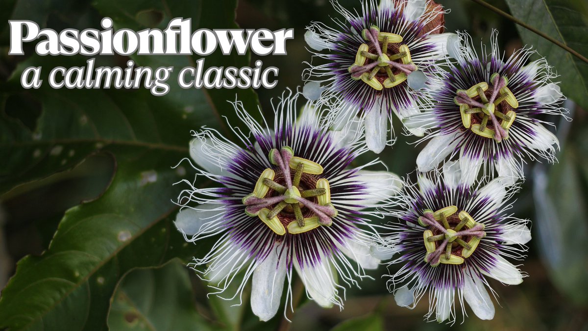 neural_balance's tweet image. As we celebrate National Herbs &amp;amp;amp; Spices Day, we honor the plants that have helped us care for our families in gentle, natural ways—and we’re especially grateful for passionflower, a small bloom with a big impact.
Explore how Neural Balance—with passionflower and other calming…