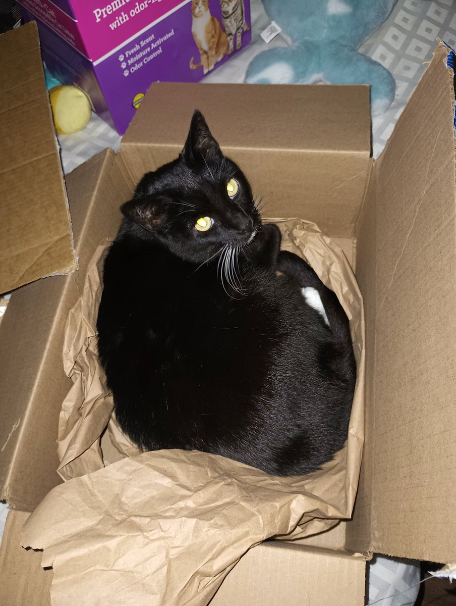 Of course this week is going to be harder than usual on me. *sighs* 
I need to drum up $75 for the room. I can't ask either one of my fellas for any help for the rest of the week it seems.  Please, any and all help is greatly appreciated. 
PayPal.me/therealremimew 
Azi box tax!