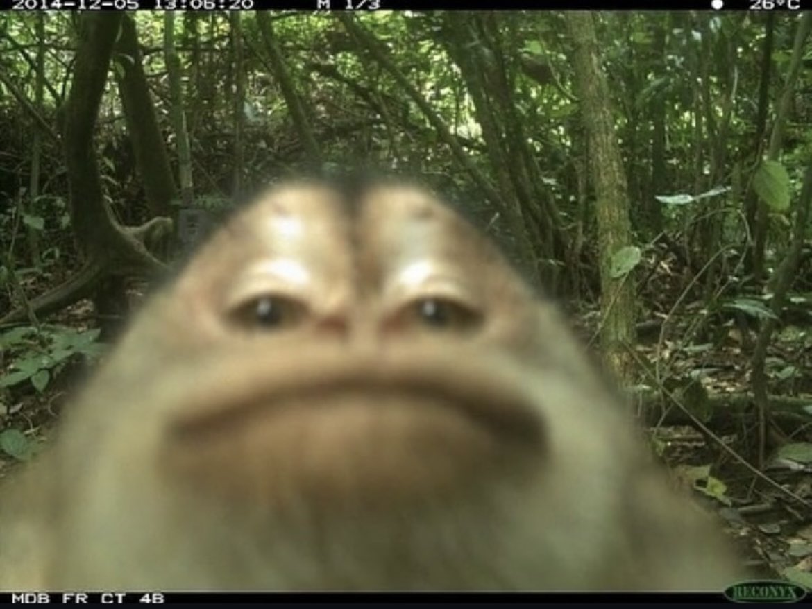 BrendanAPG tweet media