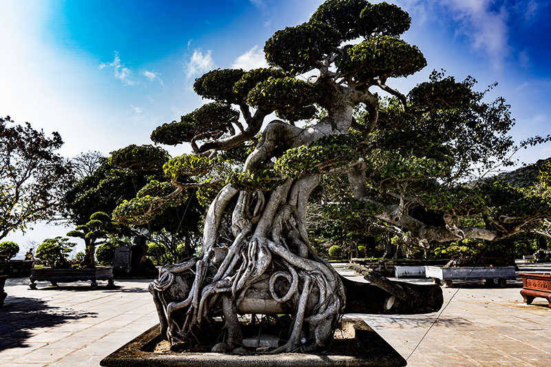 eugpower's tweet photo. Da Nang #029
#Vietnam #buddhism #buddhistatemple #visualbeauty #photography #frangipanitree #ladybuddhatemple #gardens #travelphotography #meditation #thepowerofprayer #religiousart https://t.co/W8Oi0qjPQZ