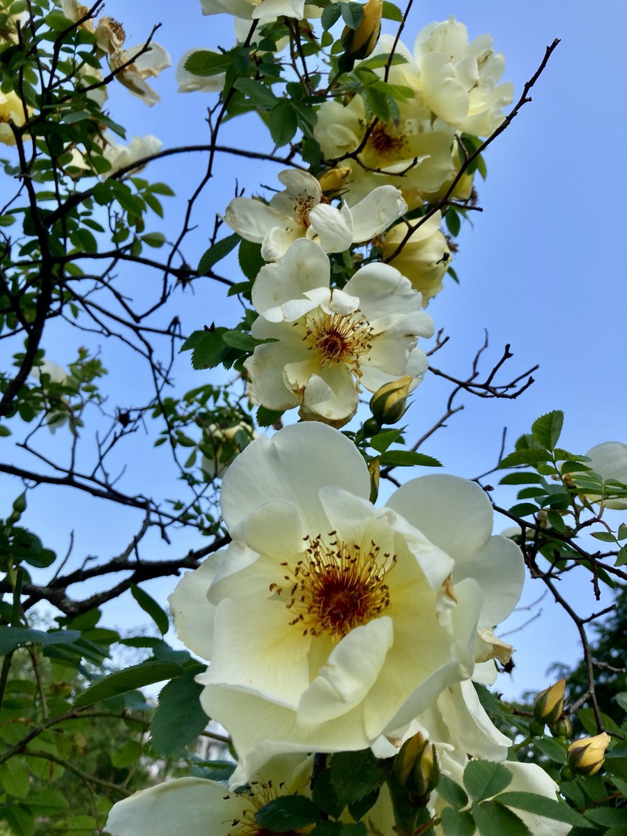 Voldsomt til blomstring i Botanisk på kveldens tur❤️