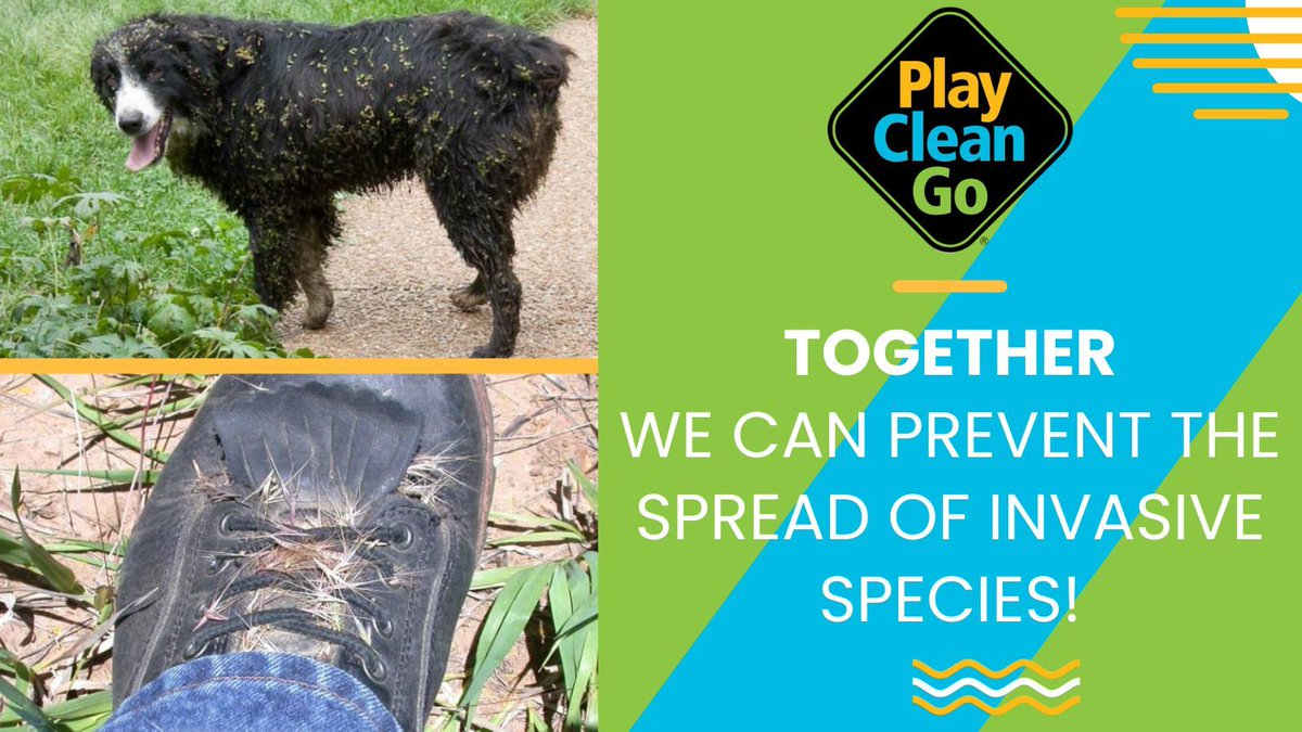 🌱 It’s PlayCleanGo Week — June 7–11! 🌿 Invasive species often hitch a ride on your shoes, clothes, and pets. Before you leave a park or trail, take a moment to brush off seeds and debris. Clean gear = healthy lands. Let’s stop the spread before it starts. Learn more: