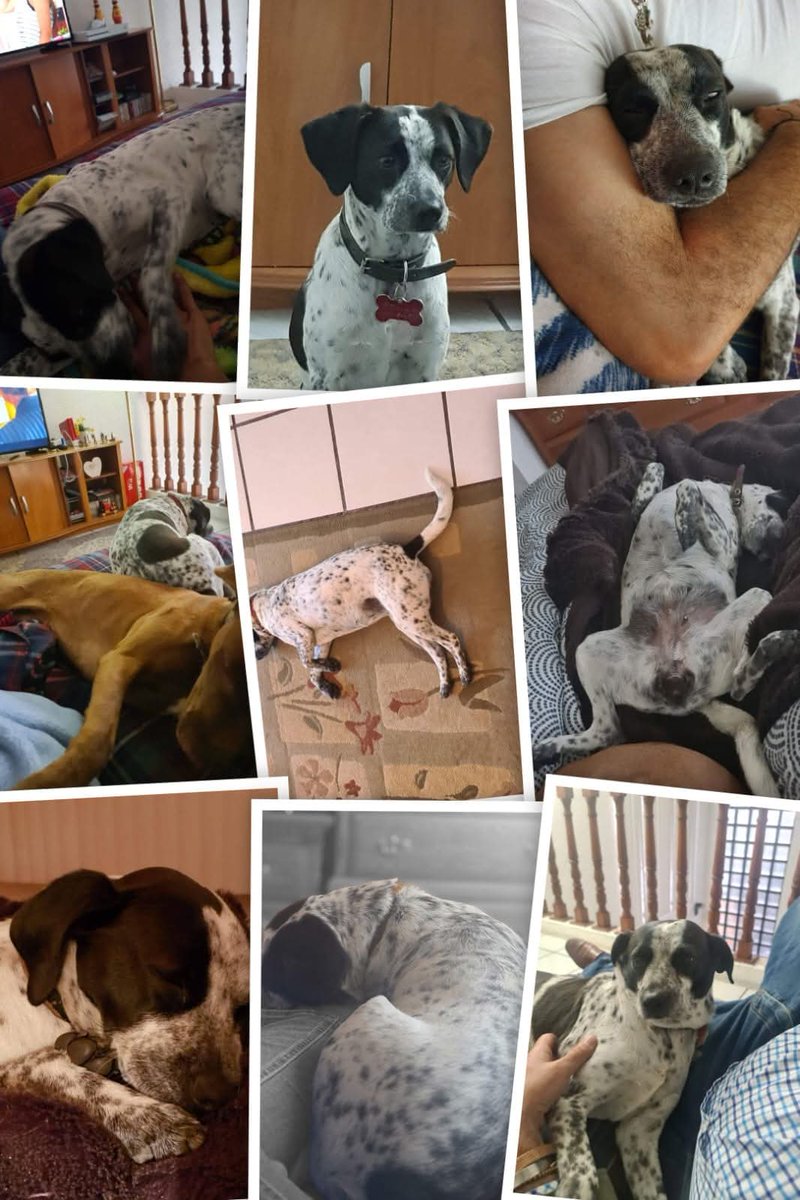 MAF (@maf_1274) on Twitter photo Esta hermosa perrita llegó hace 7 años #AdoptaNoCompres y ahora vale su peso en oro! Verdad <a href="/napoleon_mex/">Napoleón Mexicano🇲🇽</a> ? Esta hermosa perrita llegó hace 7 años #AdoptaNoCompres y ahora vale su peso en oro! Verdad <a href="/napoleon_mex/">Napoleón Mexicano🇲🇽</a> ?