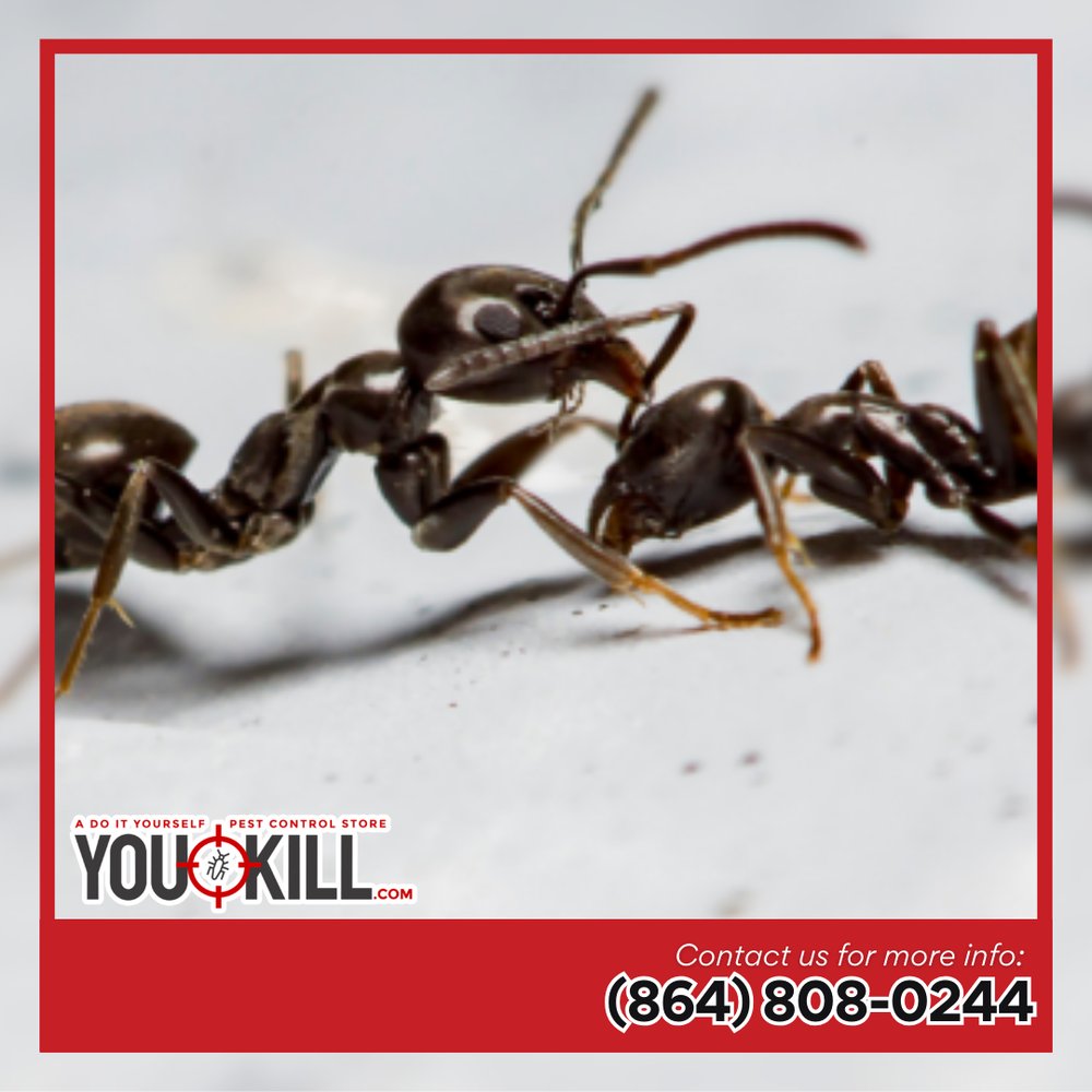 DGreenvill22524's tweet image. Tired of seeing ant trails marching through your kitchen, bathroom, or backyard? Our ant control products are here to end the invasion – fast, effectively, and safely. Call us today!
#AntControlProducts
roachcontrolproductsgreer.com/contact