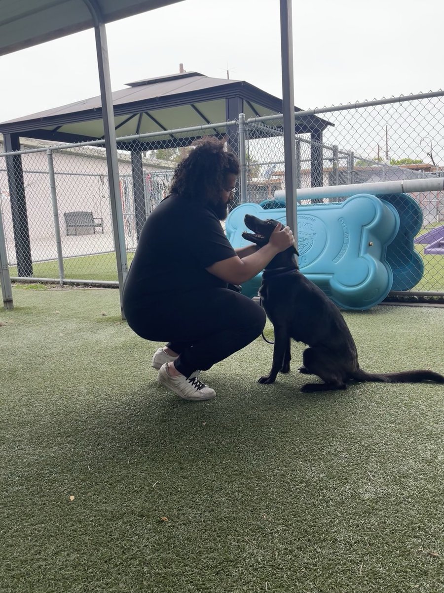 Leon Noel 🔥 (@leonnoel) on Twitter photo About a year ago, my service dog Simba passed. It’s been a rough year, but after a long search we finally found a new dog yesterday!
Means I’ll miss <a href="/RenderATL/">RenderATL 2026 | August 12 & 13, 2026</a> this year & the hundreds of #100Devs + RC folx going, but hope to see you all next year!
For now meet, Mello About a year ago, my service dog Simba passed. It’s been a rough year, but after a long search we finally found a new dog yesterday!
Means I’ll miss <a href="/RenderATL/">RenderATL 2026 | August 12 & 13, 2026</a> this year & the hundreds of #100Devs + RC folx going, but hope to see you all next year!
For now meet, Mello