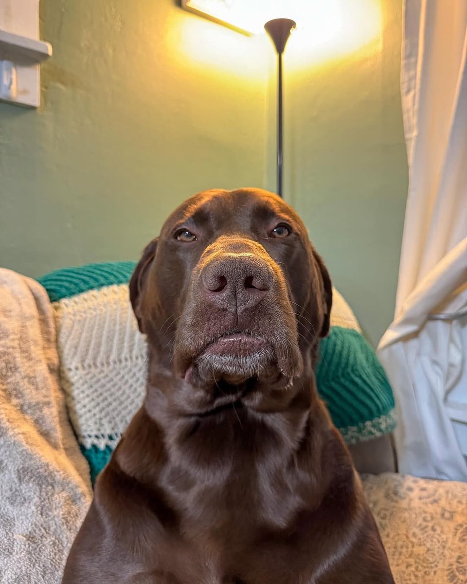 This is Moose. He saw you greet the mailman and exchange a package. Wants to know how long you've been fraternizing with the enemy. 13/10