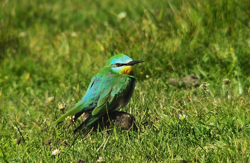 BLUE-CHEEKED BEE-EATER, Iona, Argyll and Bute.
📷 credits Martin Culshaw and Jim Dickson.