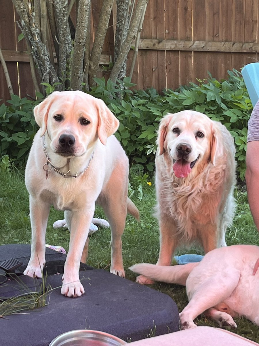 Hanging out with my new buddy Loki.  Puppies can really wear you out. #dogsofX #goldenretrievers #goldens