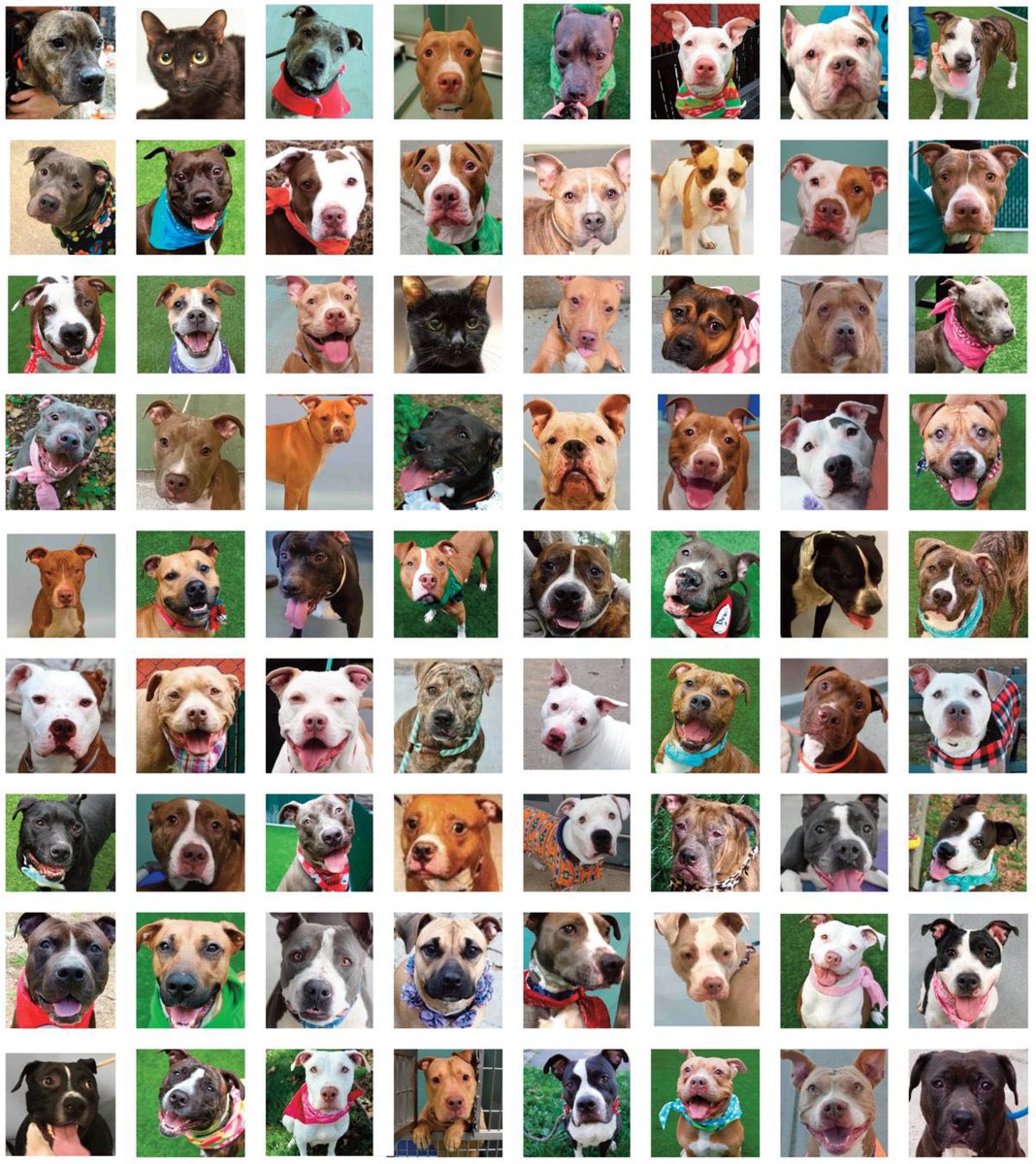 “These are the Faces of <a href="/NYCACC/">Animal Care Centers of NYC</a>’s ‘Spay-Neuter-Kill’ Victims”
► nathanwinograd.com/the-faces-of-n…