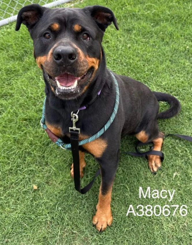 OlwynHope's tweet image. MACY #A380676 4yo IS NOW ‼️HIGH KILL‼️  shelter says they have room still for MACY but as soon as shelter is full she WILL be taken to DIE for SPACE for the next dog’ 🙏 #PLEDGE4 her #RESCUE MACY is a sheer delight a perfect little angel  to take  home #ADOPT 🩷🐕🙏
