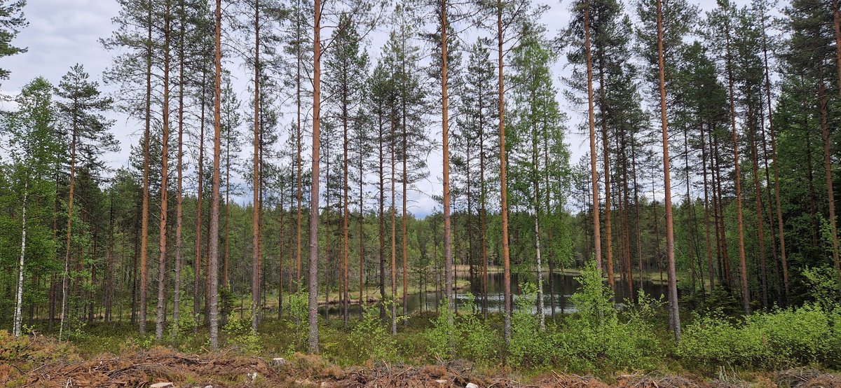 jarvinen_miika's tweet image. Tänään tein ympäristöntarkastuksen tilalla, joka kuuluu #FSC sertifiointiin. Kohteella oli lähteitä ja lampi. Leimikko oli suunniteltu sekä maastoonmerkitty erinomaisesti. Lähteiden suojavyöhykkeet lainmukaiset sekä rannan suojakaista kaksikertaa leveämpi kuin mitä sertivaatimus.