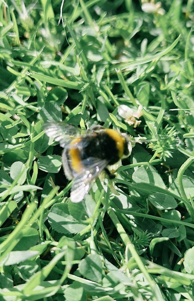 learoshi's tweet image. Nice to see bumblebee's in my garden.