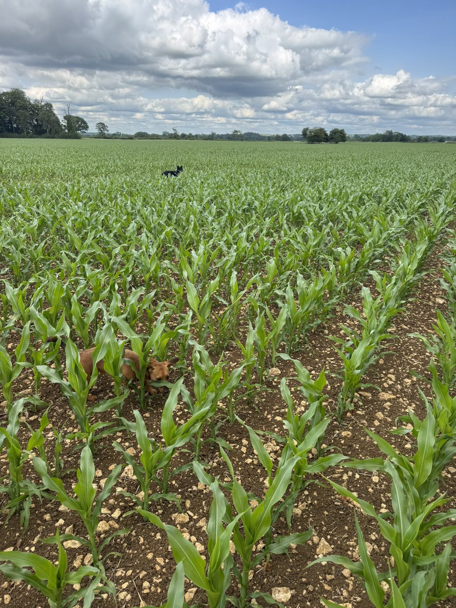 Maize starting to get a shift on.