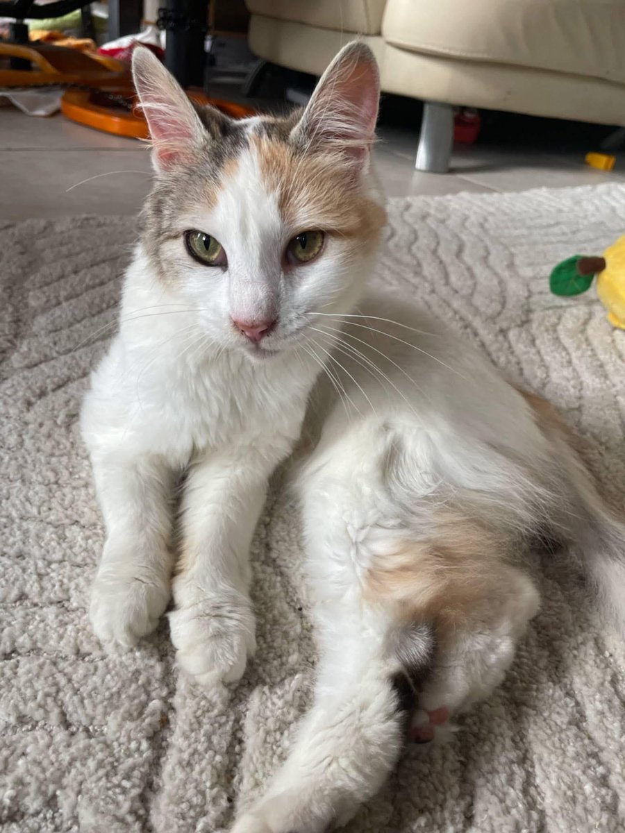 Coucou les chamis ! Je suis Arthémis (oui oui une petite déesse), je suis à l’adoption dans le 17! 
Est ce que ma famille me trouverait sur X? 😻

Voici mon post adoption : facebook.com/share/p/15gVwJ…

Bisounez les popains🥂