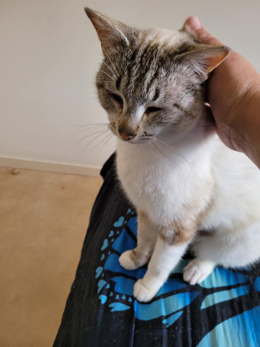 Coucou les chamis ! 
Je suis Tautaï (non non pas la petite canaille, moi je suis sage comme une image), je suis à l’adoption dans le 17! 
Est ce que ma famille me trouverait sur X? 😻

Voici mon post adoption : facebook.com/share/19LiLSVM…

Bisounez les popains🥂