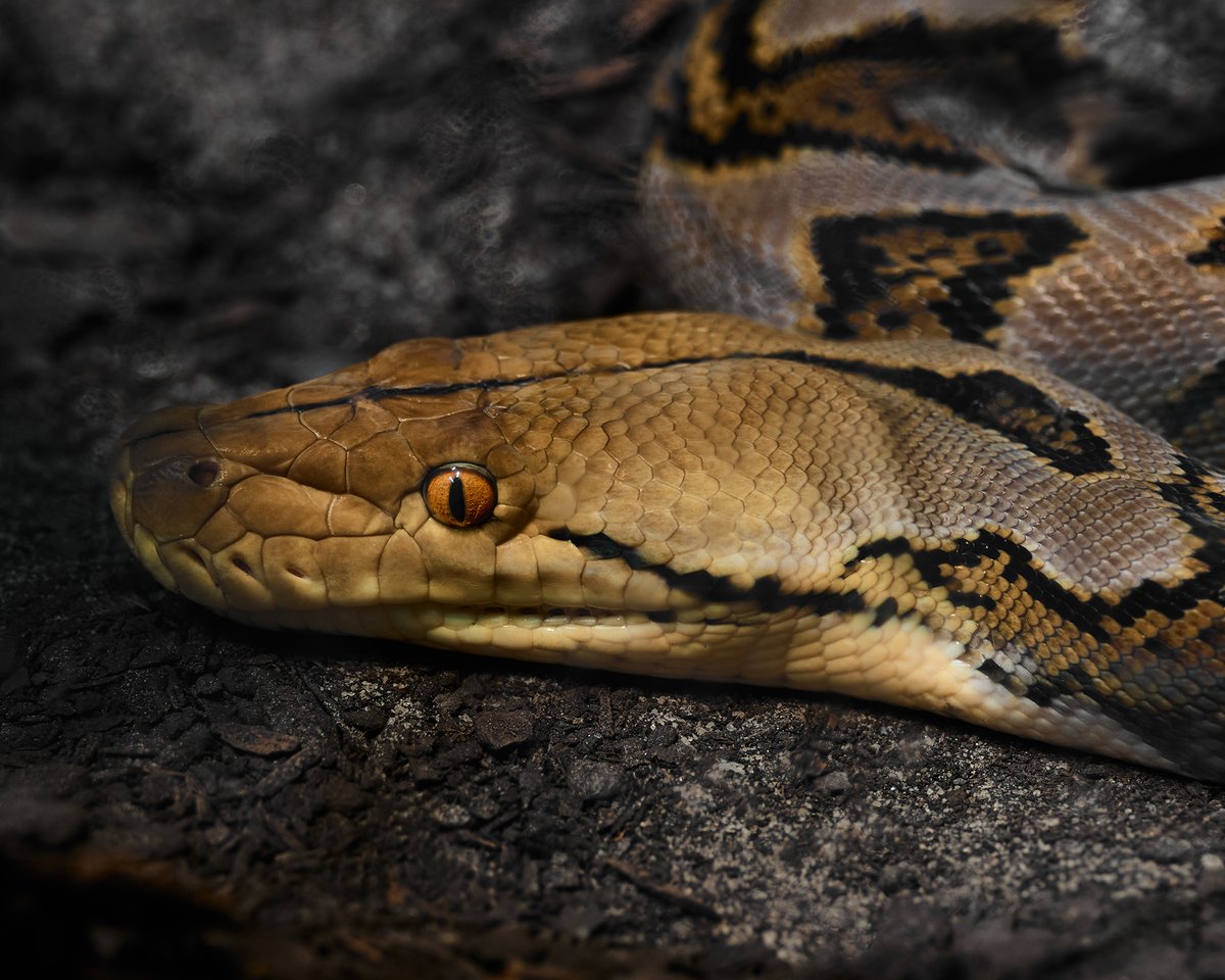 lowbassphotog's tweet image. Love those warm colors #reticulatedpython #snake #python #photography #wildlifephotography #animalphotography #reptile #snakes #herping #herpetology #scales #reptilekeeping #snakephotography #herptile #appicoftheweek #canonfavpic #captureone