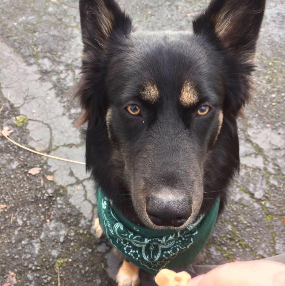 eirinnlisa's tweet photo. @BestDogContent @dog_rates Early on with our dog, she stole a burrito from a friend.  It was our first outing - A road trip.  She was such a a good girl (other than the theft) we decided to raise her status from foster dog to our very own best girl. https://t.co/cp60G1OplR