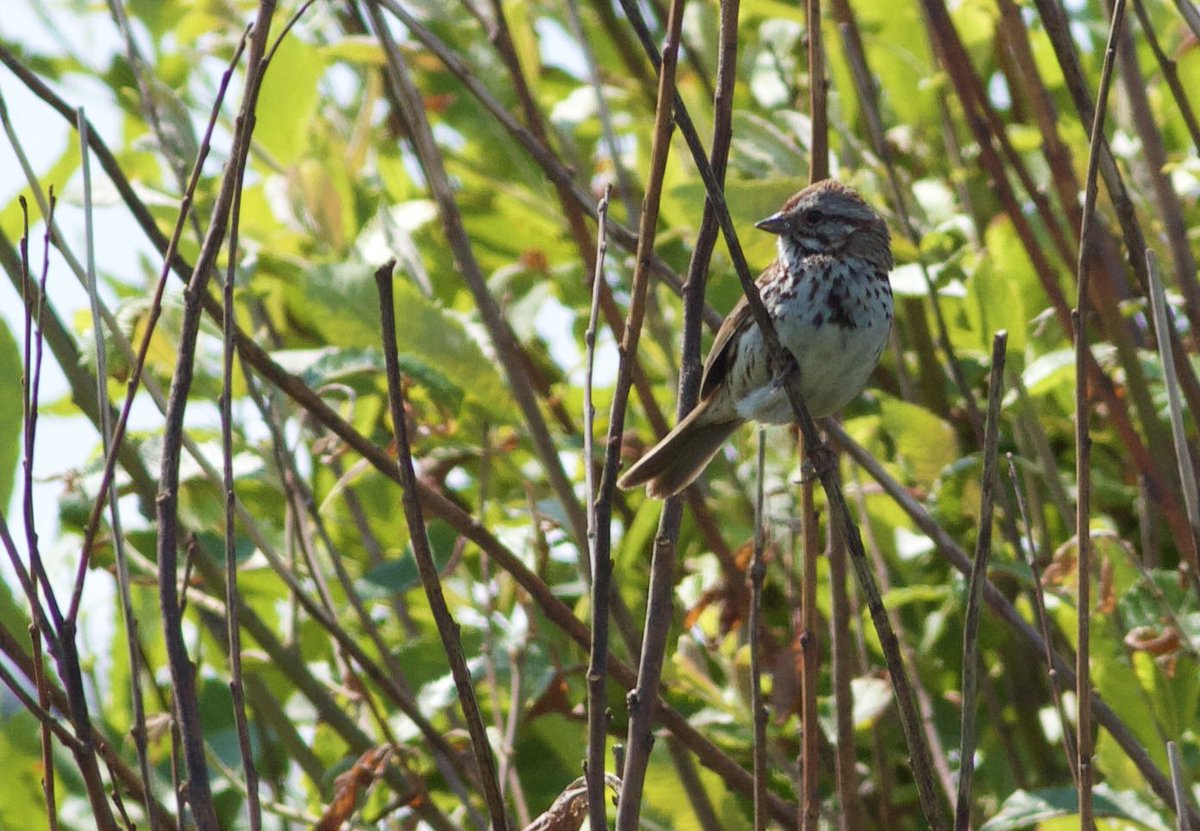 Mark Robanson tweet media