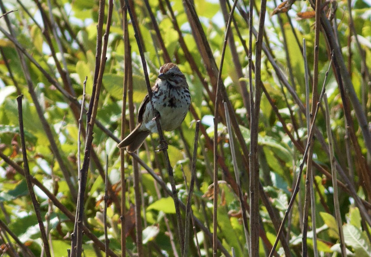 Mark Robanson tweet media