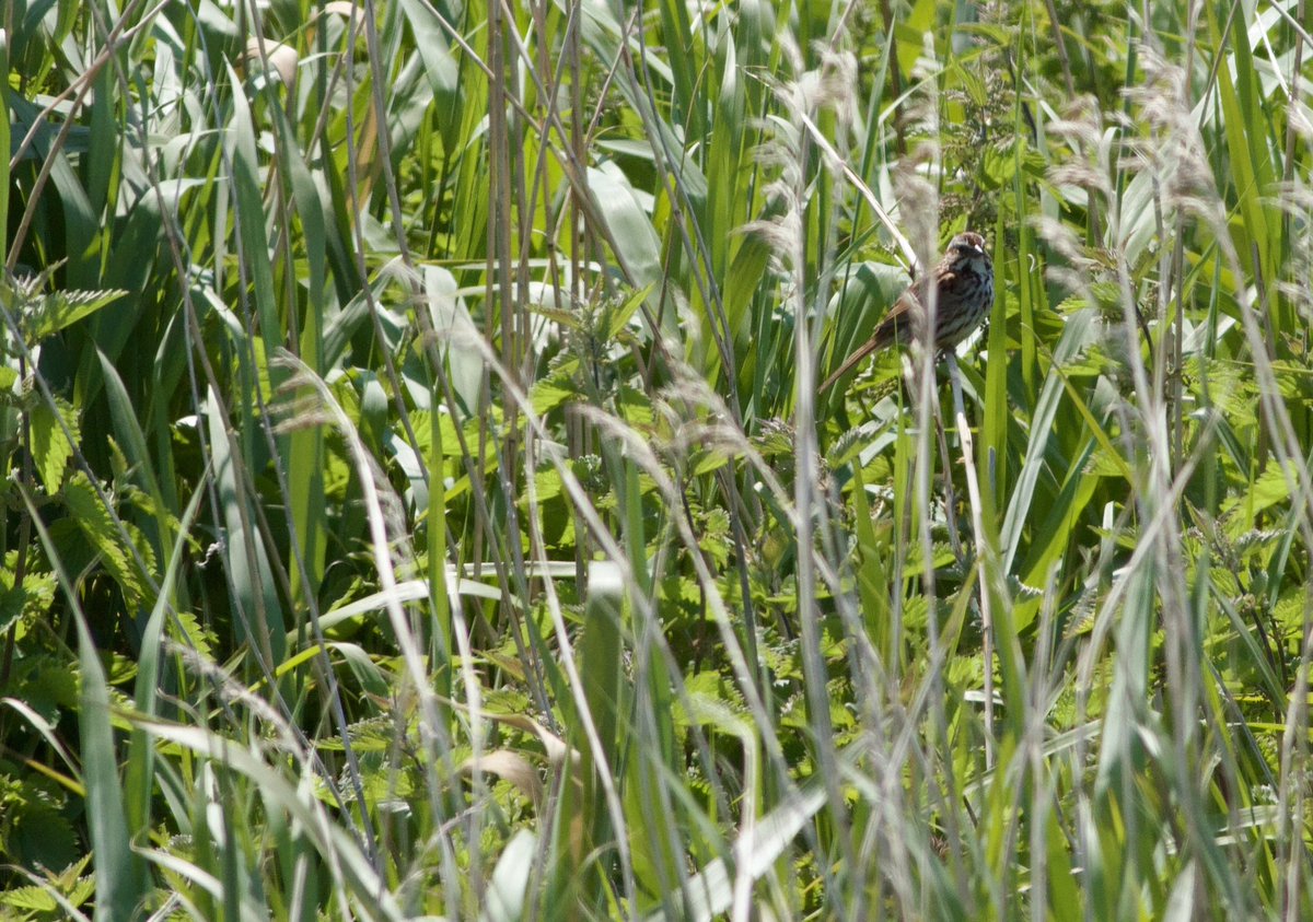 Mark Robanson tweet media