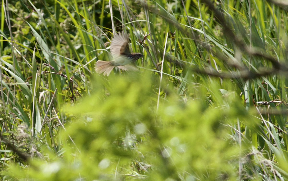 Mark Robanson tweet media