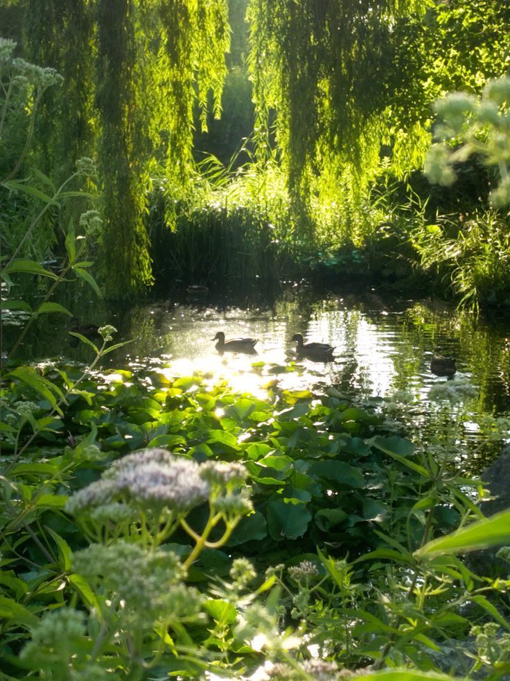 greenvibe's tweet photo. nature https://t.co/41lLXcoOZ3