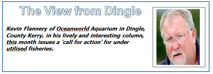 What about Kerry King Crab...?  The View from Dingle -  Read more about under-utilised Irish fish in the June edition of the MARINE TIMES out now, the leading marine newspaper for news, comment and opinion