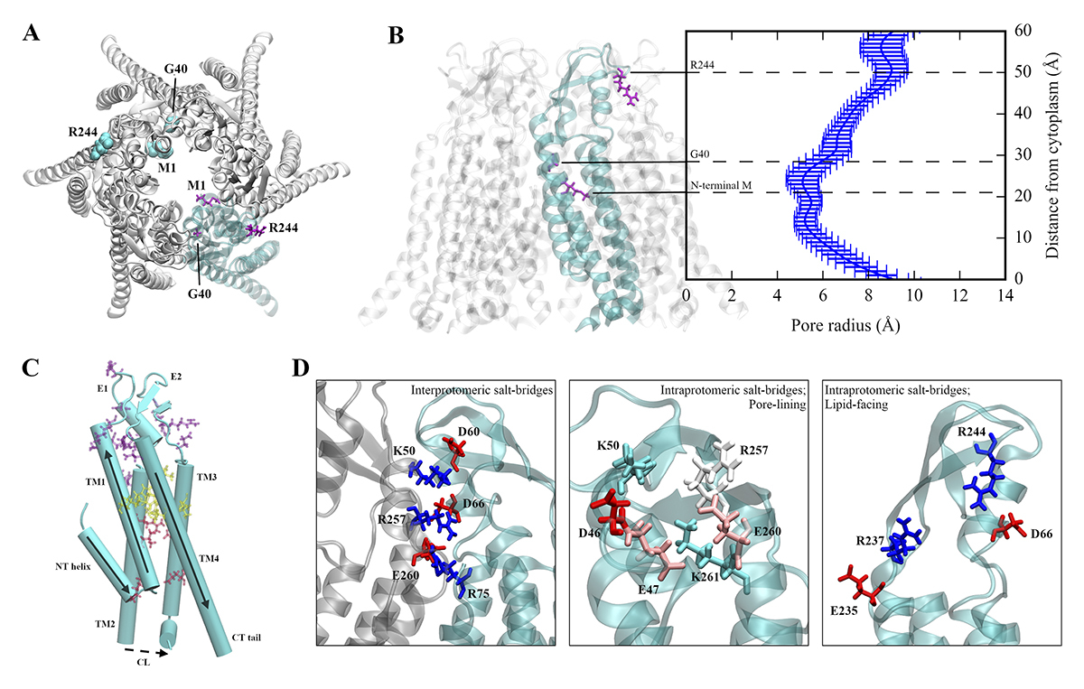 JGenPhysiol's tweet image. Gong, @JennOligoMyelin, Abrams et al. present two novel, disease-causing genetic variants of #connexin 47. In vitro assays and MD simulations reveal unique mechanisms that relate connexin 47 mutations to severities of Pelizaeus–Merzbacher-like disease 1. hubs.la/Q03rtFRz0