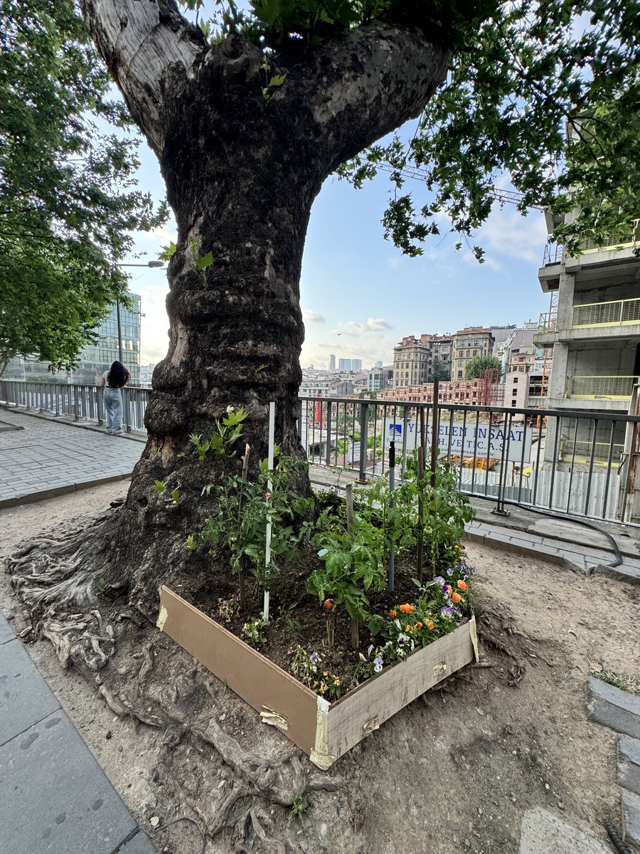 Bazı insanlar yaşadıkları çevreyi güzelleştirmeden duramıyor. 

Taksim Havaş durağı gibi kentin en keyifsiz noktalarından birinde şu mis gibi bostana bakan kardeş, çok haklısın #iyilikiyidir