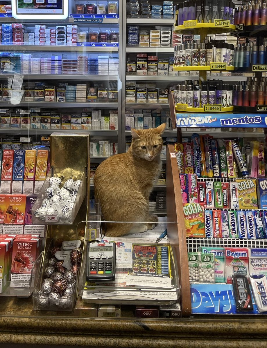 cats with jobs 🛠 (@catworkers) on Twitter photo 