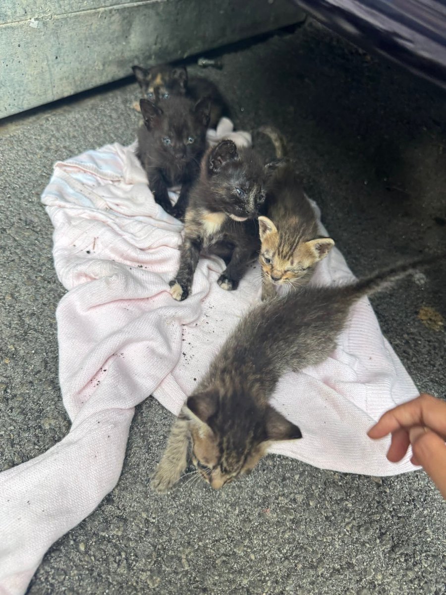 📌 BUKIT JALIL

Hi, ada tak sesiapa sudi adopt anak kucing ni. Kesian saya tengok. Semalam maknya ada. Harini mak dia takde. Saya tak dapat jaga sebab saya tak stay dkt sini. Area Bukit Jalil. Kalau siapa berminat nak adopt boleh msg saya 013-3089466
