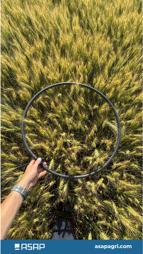 🚜 ASAP Agri Crop Tour Update for Tuesday

On Tuesday, our team continued the tour via Ukraine - this time - through Vinnytsia and Odesa oblasts — and the contrast was striking 🌾⚠️
Crop development and yield potential differ significantly between the central and southern