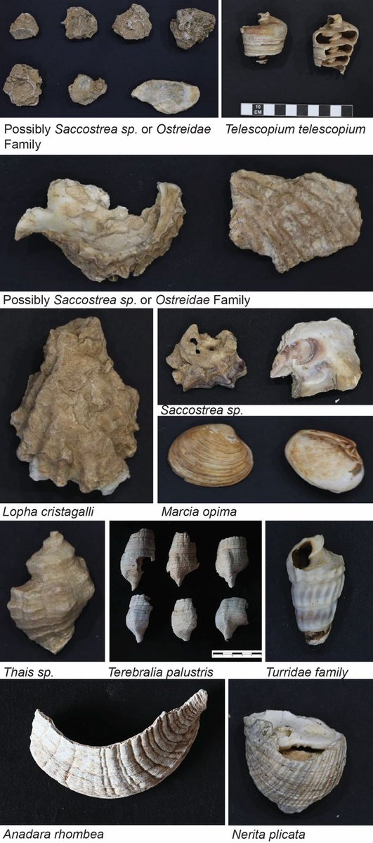 Sreejit 🇮🇳 (@sreejitthinks) on Twitter photo Pre-#Harrapan #prehistoric hunter-gatherer communities found in Khadir - #Dholavira Gujarat. This shows continuous civilization of 11500 year old or more. Humans in past adapted to different climatic zones and environmental challenges.
pib.gov.in/PressReleasePa…
<a href="/visitdholavira/">Dholavira Tourism</a> Pre-#Harrapan #prehistoric hunter-gatherer communities found in Khadir - #Dholavira Gujarat. This shows continuous civilization of 11500 year old or more. Humans in past adapted to different climatic zones and environmental challenges.
pib.gov.in/PressReleasePa…
<a href="/visitdholavira/">Dholavira Tourism</a>