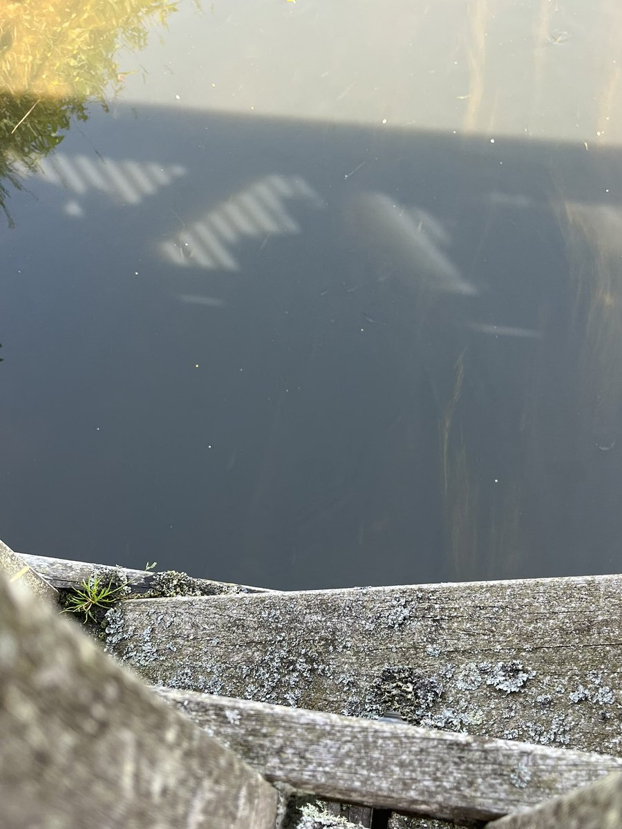 Mr Groves Y4 tweet media