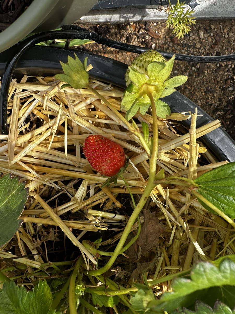 Hi team, I'm not posting much here but I have gardening stuff going on

I am also posting more on my tiktok all the garden updates plus trying to get more visibility in what's happening in LA

I support the local residents, and I hope more people speak out here soon