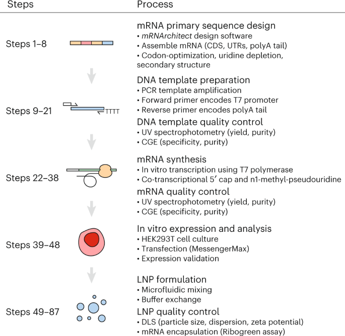 New Article! The design, manufacture and LNP formulation of mRNA for research use bit.ly/400FNii