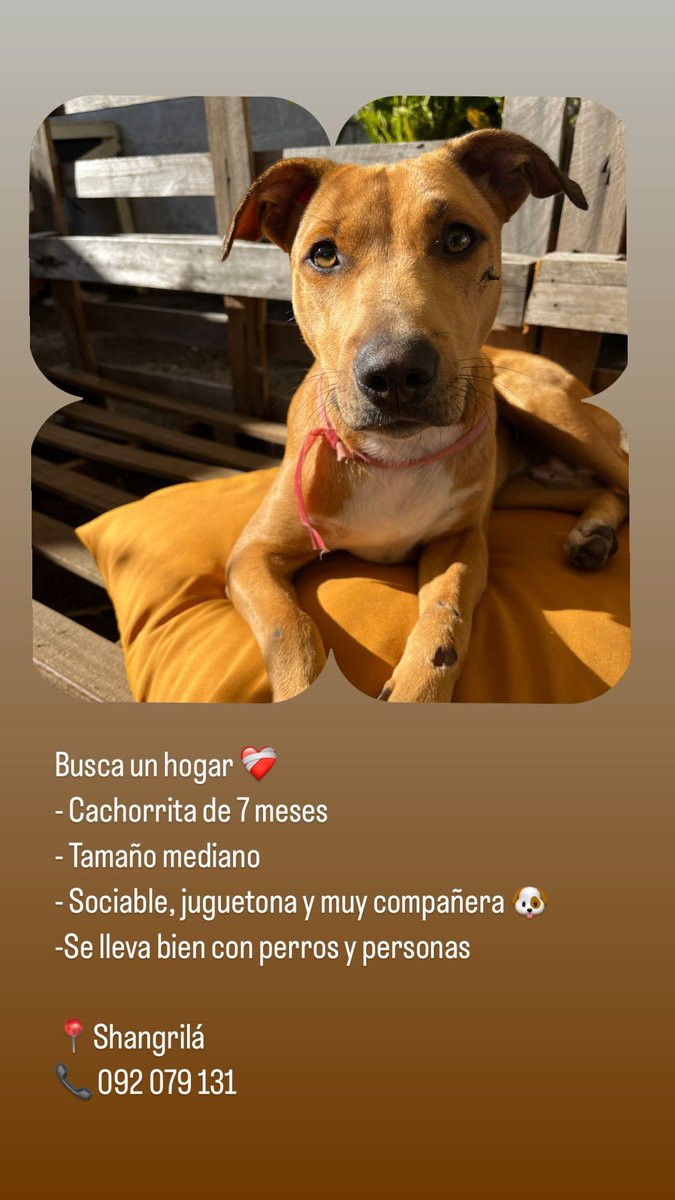 lubemoreno2's tweet photo. Hola! Hace unos días encontramos esta cachorra en el parque roosvelt. Es muyyy mimosa y compañera. 
Busca un hogar que la reciba con todo el amor 🧡 
Me ayudan pila compartiendo.
Gracias! https://t.co/42Ro8qnInq