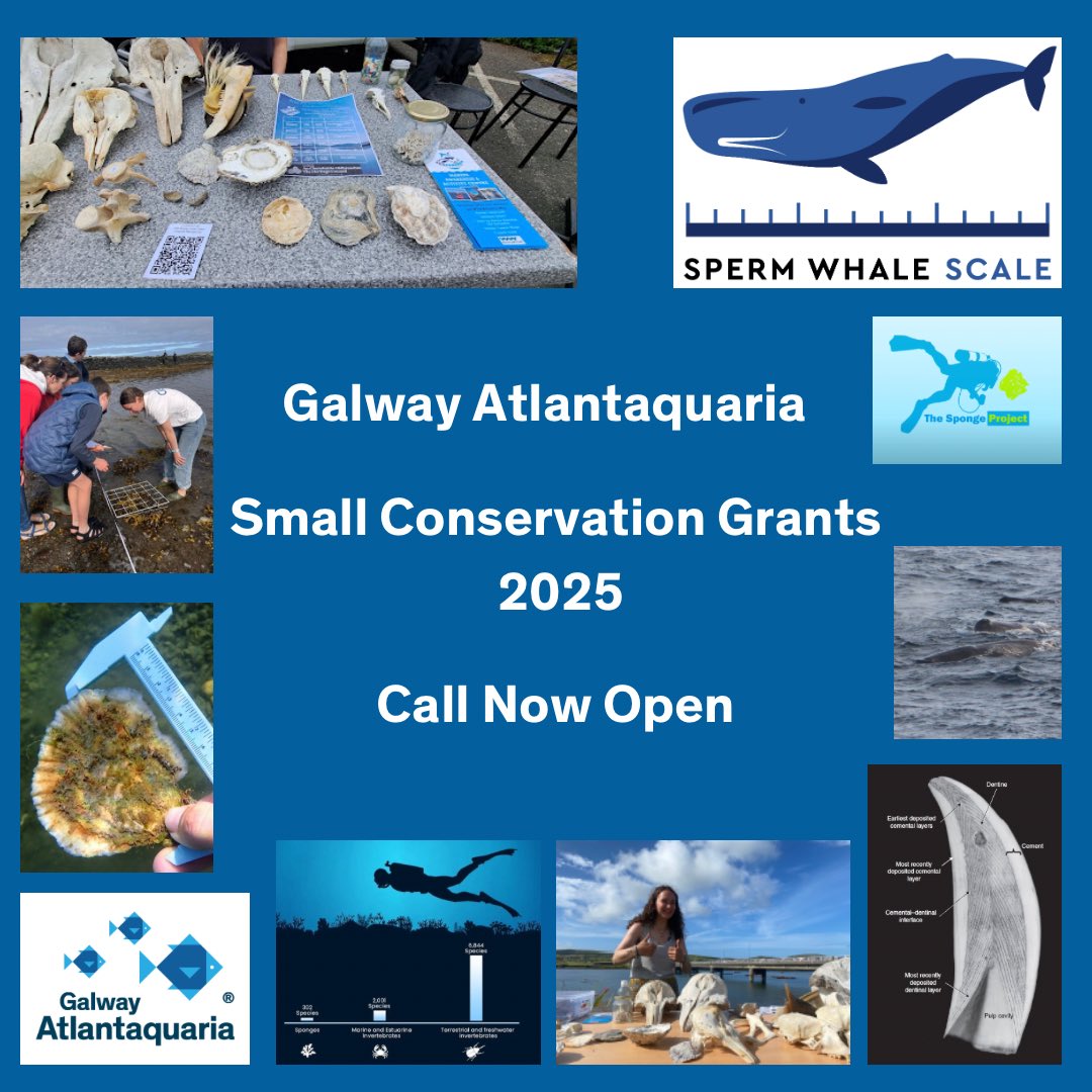 Small Conservation Grants for 2025 announced. Galway Atlantaquaria will fund up to 5 small scale conservation projects, between 1000- 2500 euro per project. The closing date for applications is the 29th June 2025, and more information can be found at nationalaquarium.ie/news/