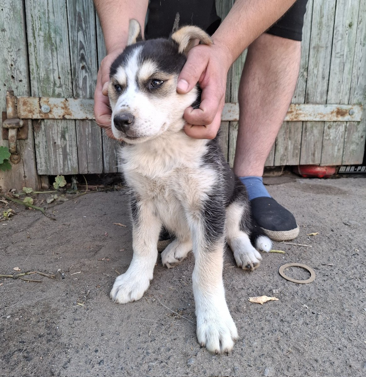 Солодка булка на ім'я Ліза Дмитрівна шукає сім'ю. Песині 2 міс. Її мати - хаскі, знайдена військовими в посадках вже вагітною. Батько - невідомий.  Очі просто вогонь - одне чорне, одне блакитне. А хутро яке м'якеньке. Ммммм.. можливо саме ви її сім'я?