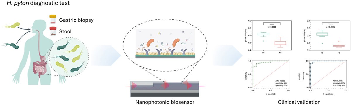 icn2nano's tweet photo. 📢 NEW PAPER OUT❗
🦠 The @NanoB2A_group developed a new non-invasive nanophotonic #biosensor to detect #HelicobacterPylori infection fast, accurately & efficiently.
ℹ️ Interested? Learn more here! 👉 https://t.co/wYJ1uBmhze
#Collaboration #CollaborativeResearch https://t.co/9xPSjzRAQG