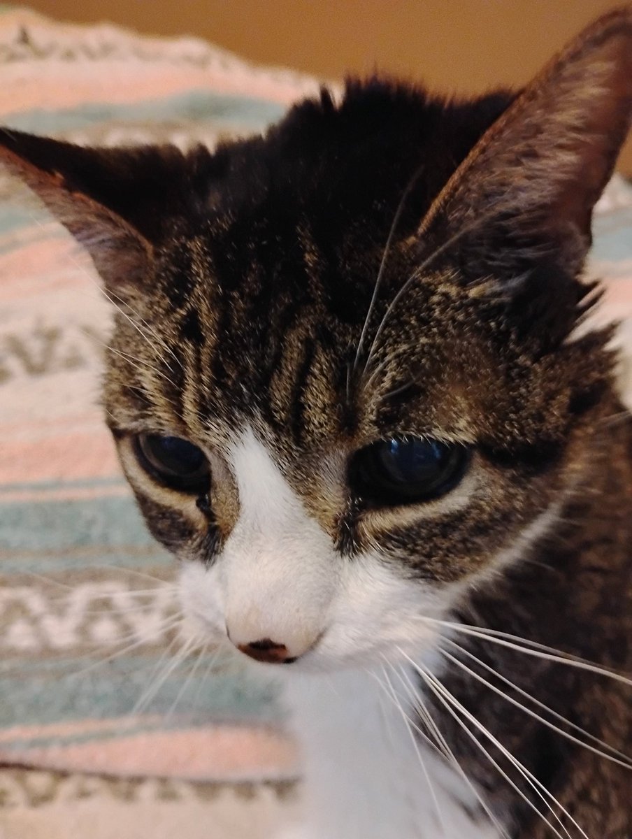 Pauline Landry (@vaxxednotwaxxed) on Twitter photo <a href="/CarneyPurr67561/">🇨🇦 Nico Carney, Purr Minister of Canada</a>
It is with a heavy heart that I must inform you that Tigger, your Meowmister of Senior Cats, crossed the 🌈 bridge today, 21 years 1 month. He brought me two decades of pure love and joy..lived a great life..merci mon beau minou 🤍 <a href="/CarneyPurr67561/">🇨🇦 Nico Carney, Purr Minister of Canada</a>
It is with a heavy heart that I must inform you that Tigger, your Meowmister of Senior Cats, crossed the 🌈 bridge today, 21 years 1 month. He brought me two decades of pure love and joy..lived a great life..merci mon beau minou 🤍