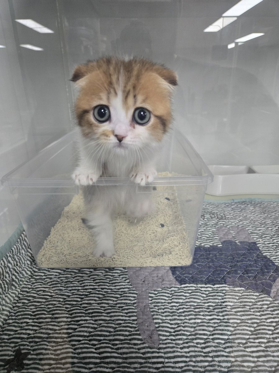 DBクッパ tweet media