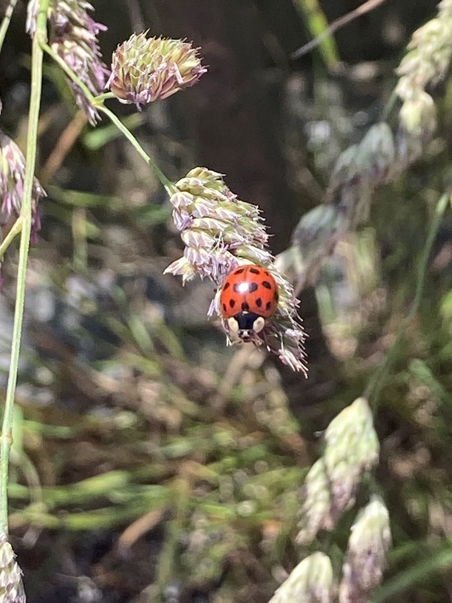 Just got invited for interview for a dream traineeship!! And then I saw a ladybird, which I hope is a good omen 🐞