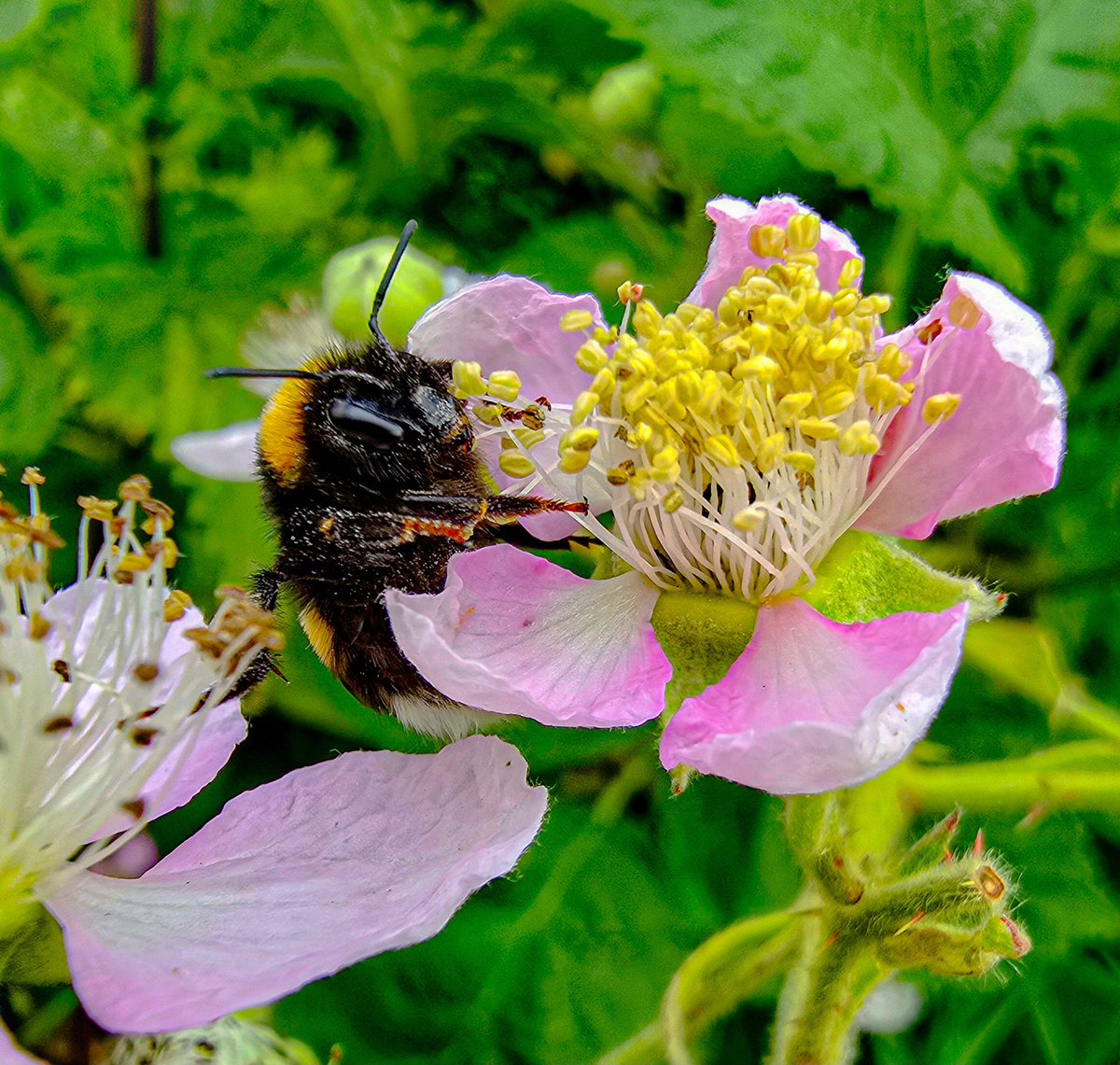 LaDaemonia's tweet photo. 〰️🐝〰️
Guck mich nicht in diesem Ton an ! 🤣
#fotografia #fotografie #photography #naturfotografie #naturephotography #makro #macro #Blüte #blossom #hummel #bumblebee #makro_hummel #macro_bumblebee #beautiful #insektenfotografie #insectphotography #wildlife #wildĺifephotography https://t.co/ENaMlafBSO